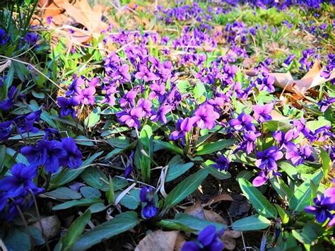 釘子花植物 六沖化解